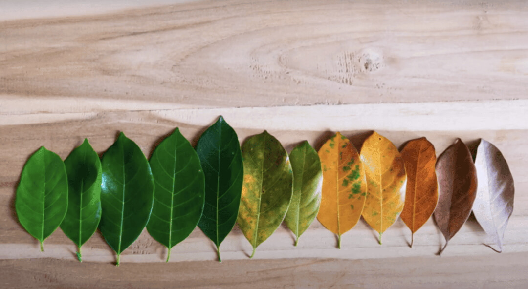 Row of different seasonal colored leaves as concept to understanding transformation and Change in Organizations